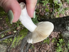 Russula compacta