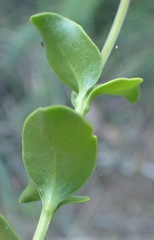 Selago myrtifolia