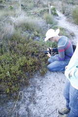 Diastella proteoides