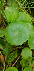 Hydrocotyle vulgaris