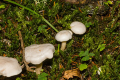 Leucocybe connata