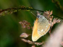 Coenonympha glycerion