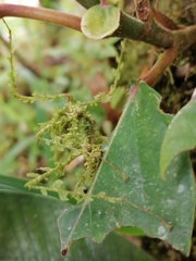 Trychopeplus laciniatus