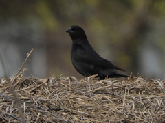 Molothrus rufoaxillaris