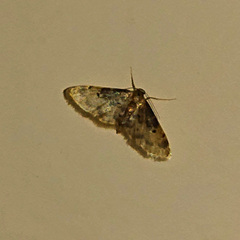 Idaea filicata