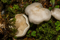 Leucocybe connata