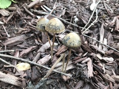 Panaeolus cinctulus