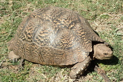 Stigmochelys pardalis