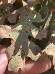 Neuroterus saltatorius