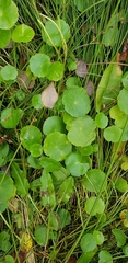 Hydrocotyle vulgaris
