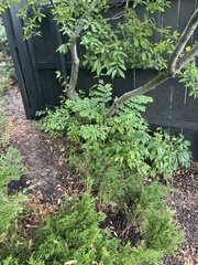 Koelreuteria bipinnata