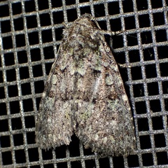 Paramiana smaragdina