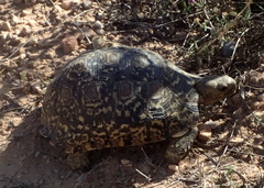 Stigmochelys pardalis