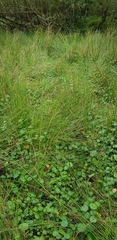 Hydrocotyle vulgaris