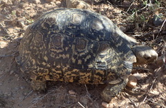 Stigmochelys pardalis