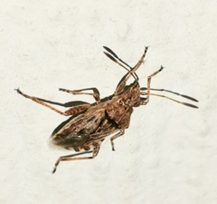 Stictopleurus