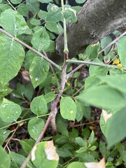 Koelreuteria bipinnata