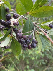 Aronia