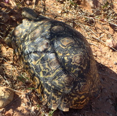 Stigmochelys pardalis