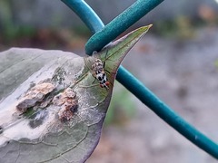 Anthomyia