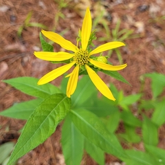 Verbesina helianthoides