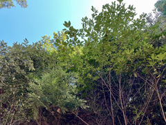 Rhododendron macrophyllum