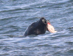 Halichoerus grypus