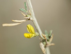 Medicago