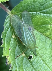 Rhynchomitra recurva