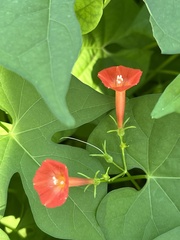 Ipomoea coccinea