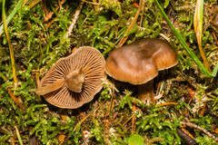Rhodocybe