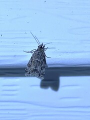 Eudonia heterosalis