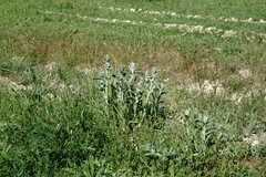Stachys cretica