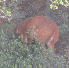 Tragelaphus sylvaticus sylvaticus