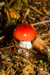 Russula emetica