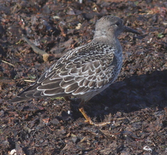 Calidris maritima