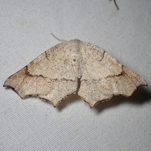 Eriplatymetra grotearia photo 2