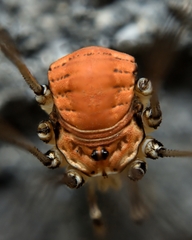 Leiobunum limbatum