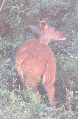 Tragelaphus sylvaticus sylvaticus