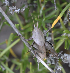 Thyreonotus corsicus