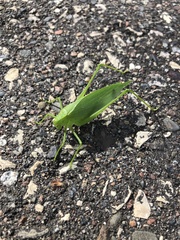 Amblycorypha