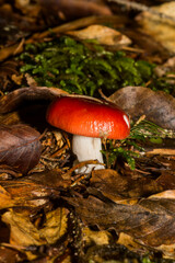 Russula emetica