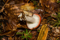 Russula emetica