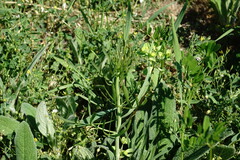 Falcaria vulgaris