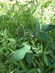 Desmodium perplexum
