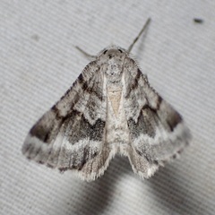 Macaria pallipennata