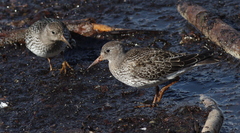 Calidris maritima