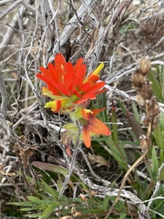 Castilleja coccinea