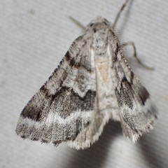 Macaria pallipennata