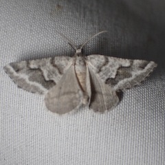 Macaria pallipennata